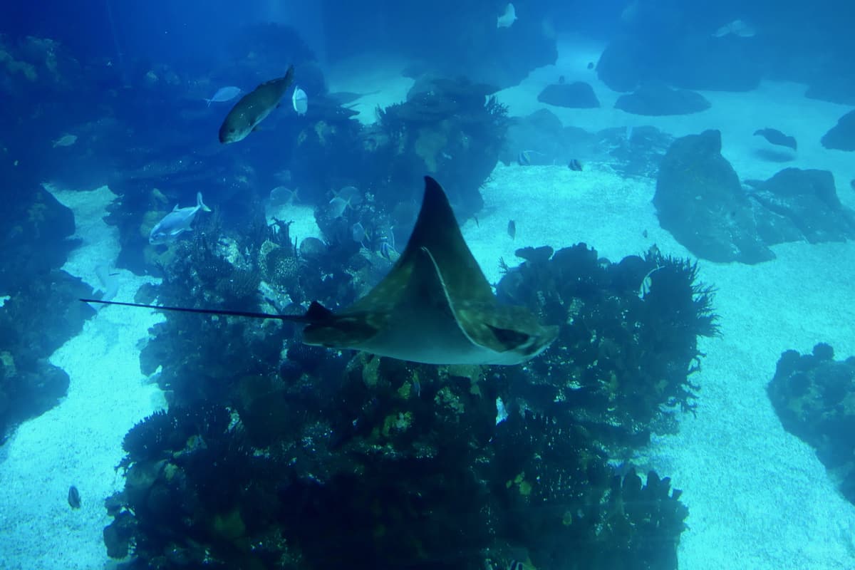 Inside the Oceanário de Lisboa — a child silhouetted against the huge central ocean tank as a shark and shoals of fish glide past behind floor-to-ceiling glass. Lisbon, Portugal.